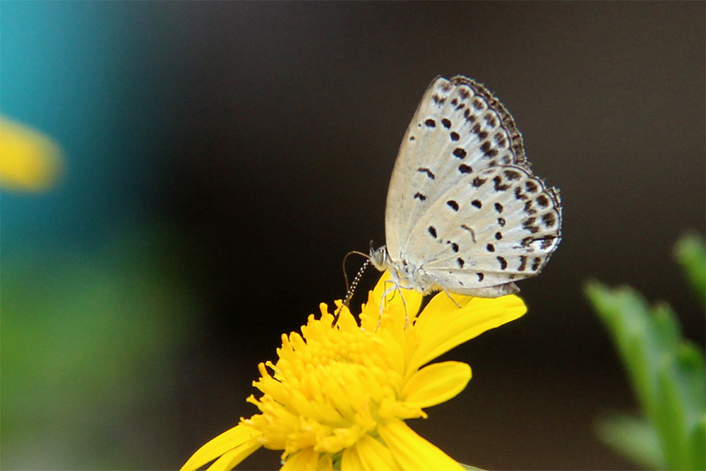 カマキリなど_b0163788_7445721.jpg