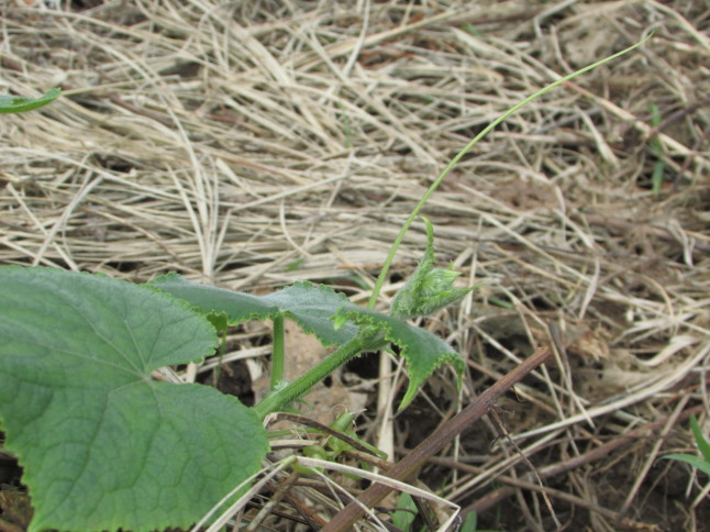 c0335990_14461705.jpg