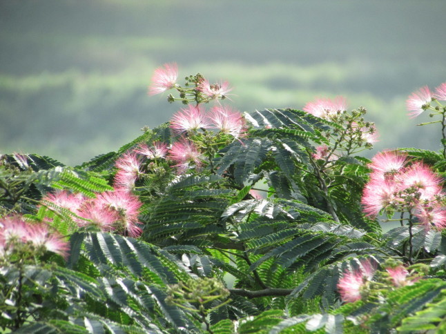 c0335990_14472888.jpg