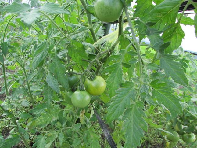 c0335990_14481131.jpg