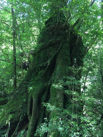 屋久島紀行2016 その４_a0039600_2213573.jpg