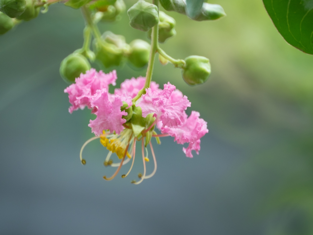 百日紅開花 雑草園_f0224100_163310100.jpg