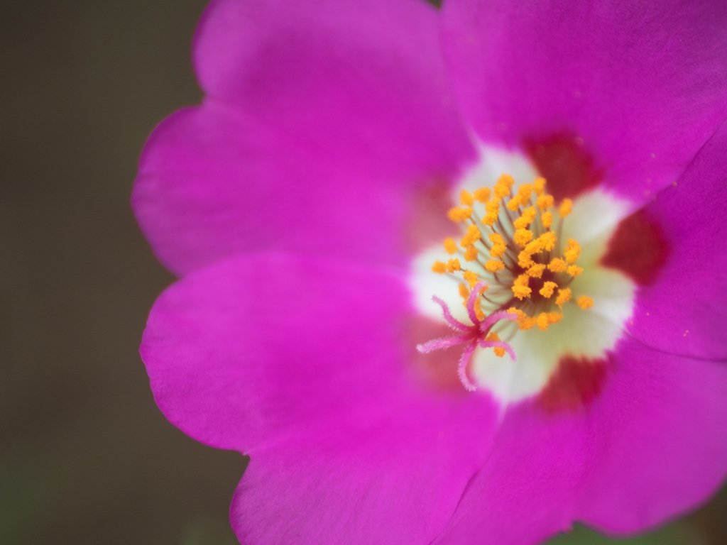 百日紅開花 雑草園_f0224100_16384753.jpg