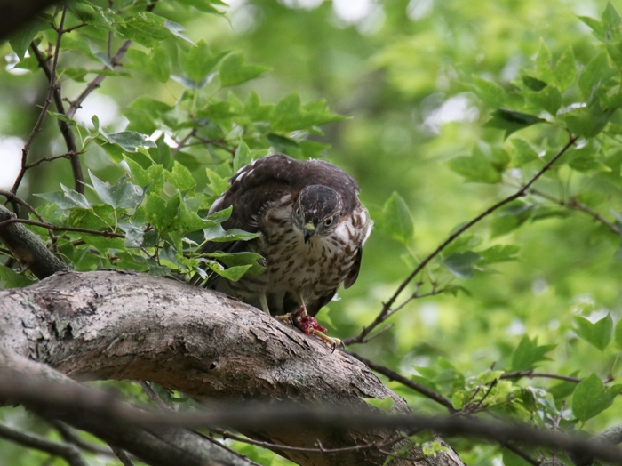 ツミ幼鳥の成長した姿です、、_f0305401_15552100.jpg