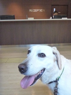 北大動物医療センター ゲン Contigoジェイ 北大動物医療センター ゲン Contigoジェイ