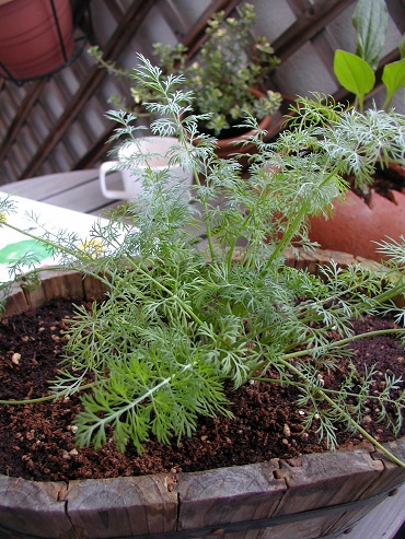 c0028304_1771751.jpg