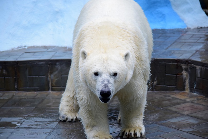 ロシア・ノヴォシビルスク動物園の当時6歳だったゲルダが嫉妬し脅威に感じた娘シルカの怜悧さ_a0151913_1203638.jpg