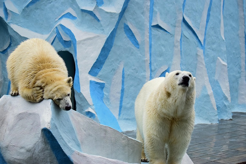 ロシア・ノヴォシビルスク動物園の当時6歳だったゲルダが嫉妬し脅威に感じた娘シルカの怜悧さ_a0151913_12544100.jpg