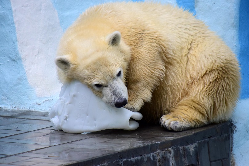 ロシア・ノヴォシビルスク動物園の当時6歳だったゲルダが嫉妬し脅威に感じた娘シルカの怜悧さ_a0151913_130426.jpg