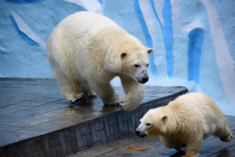 ロシア・ノヴォシビルスク動物園の当時6歳だったゲルダが嫉妬し脅威に感じた娘シルカの怜悧さ_a0151913_1373533.jpg