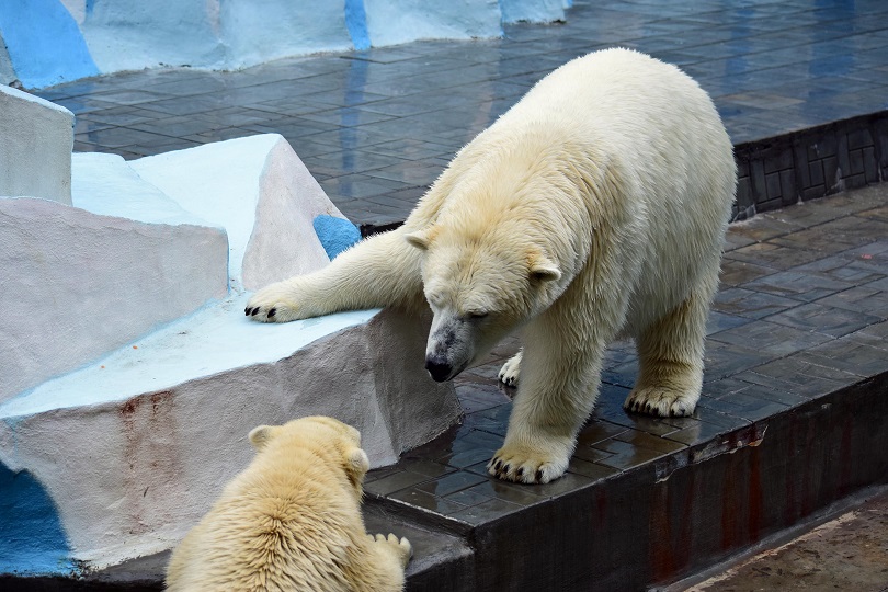 ロシア・ノヴォシビルスク動物園の当時6歳だったゲルダが嫉妬し脅威に感じた娘シルカの怜悧さ_a0151913_1505677.jpg