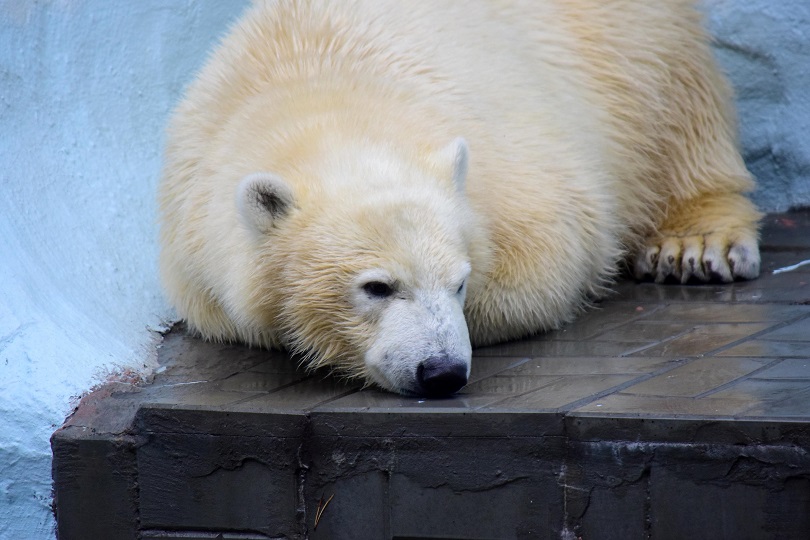 ロシア・ノヴォシビルスク動物園の当時6歳だったゲルダが嫉妬し脅威に感じた娘シルカの怜悧さ_a0151913_2132861.jpg