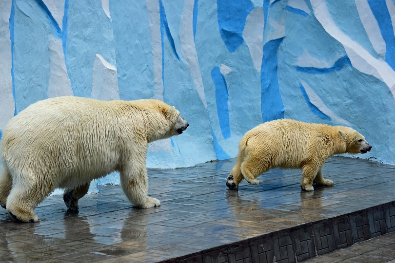 ロシア・ノヴォシビルスク動物園の当時6歳だったゲルダが嫉妬し脅威に感じた娘シルカの怜悧さ_a0151913_3293037.jpg