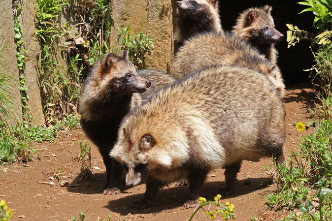 たぬき山のたぬきさん : 続々・動物園ありマス。