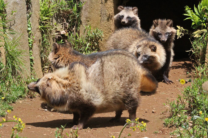 たぬきさん専用 送料無料】プラスリブ 忌避剤 撃退タヌキ 50個入 忌避剤 害獣対策 防獣