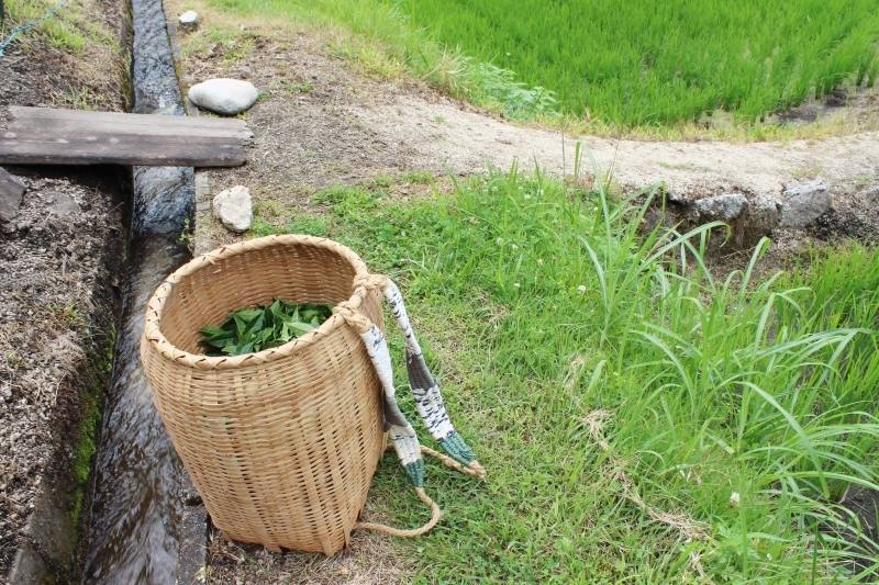 稲武梨野産桶茶葉(四年目)_b0220318_19045560.jpg