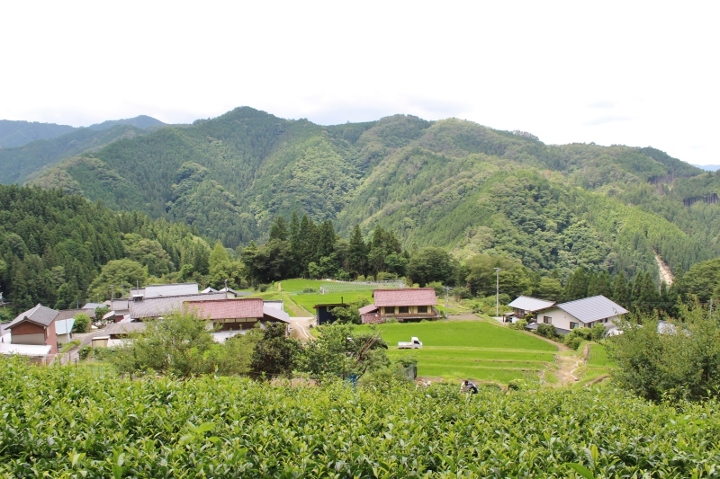 稲武梨野産桶茶葉(四年目)_b0220318_19050840.jpg