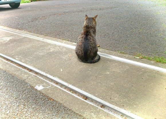 僕の友達にはしっぽがある～201505キジトラクエスト_f0249630_12470088.jpg