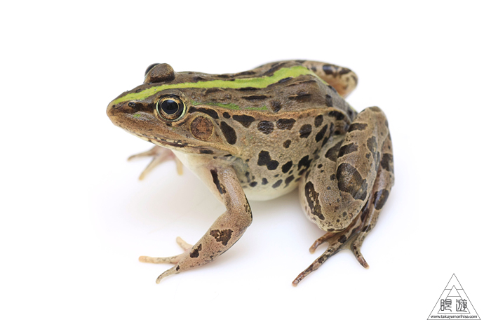 516 家 ~トノサマガエル発見~_c0211532_0304252.jpg