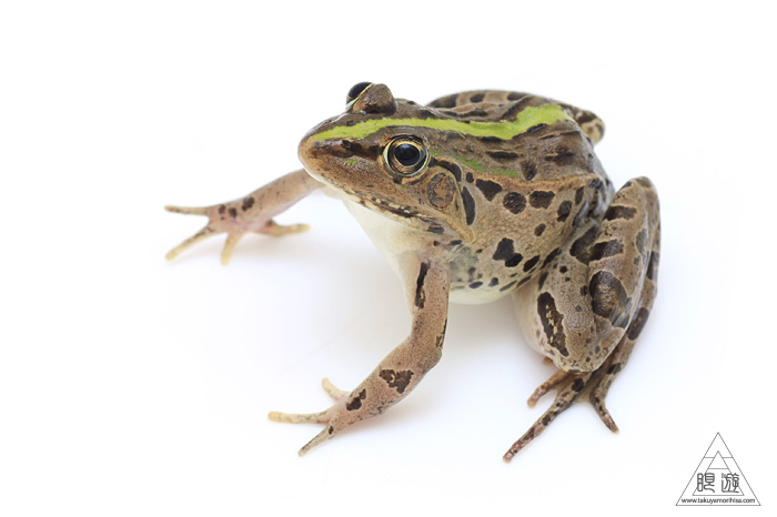 516 家 ~トノサマガエル発見~_c0211532_030553.jpg