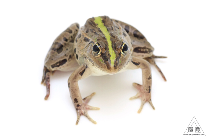 516 家 ~トノサマガエル発見~_c0211532_031178.jpg
