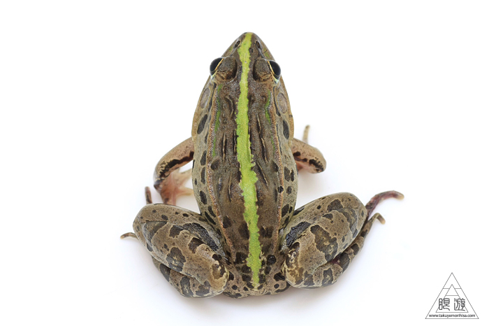 516 家 ~トノサマガエル発見~_c0211532_031520.jpg