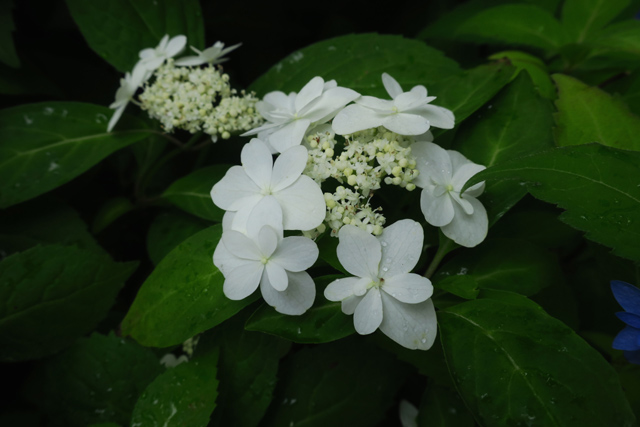 富士の白雪 ヤマアジサイ Nakaの泥轍日記