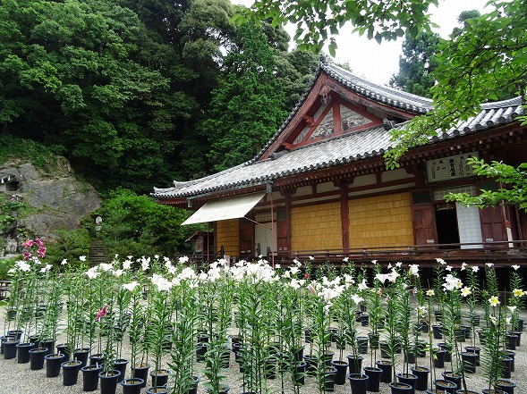 松尾寺のカサブランカ_b0299042_18543263.jpg