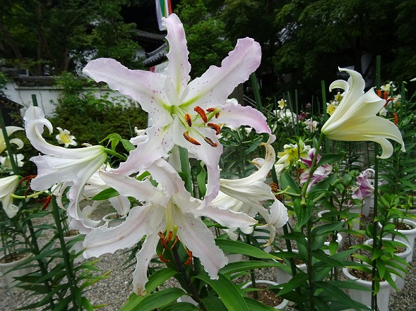 松尾寺のカサブランカ_b0299042_18545725.jpg