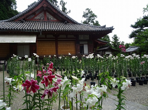 松尾寺のカサブランカ_b0299042_18561045.jpg