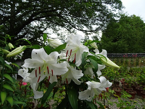 松尾寺のカサブランカ_b0299042_18564714.jpg