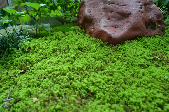 c0202242_8542851.jpg