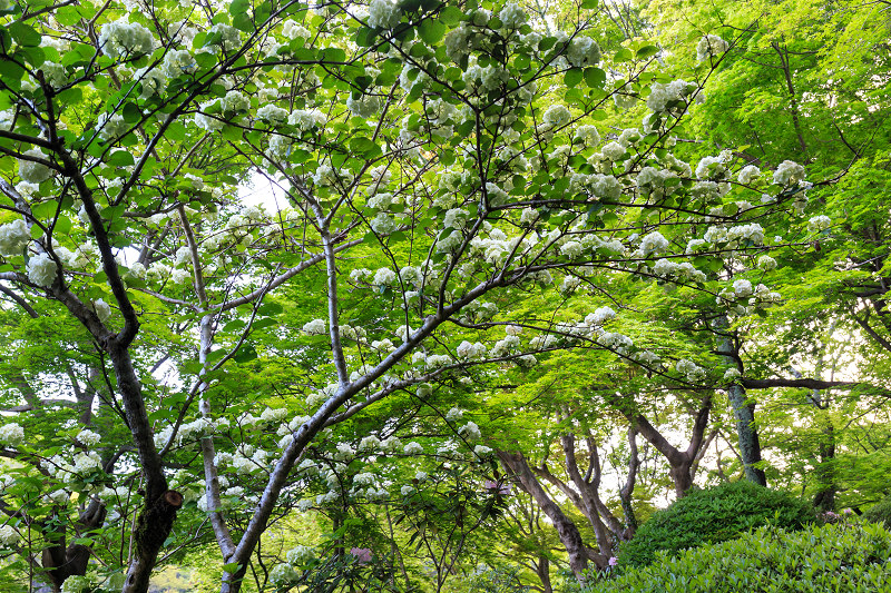 シャクナゲ咲く岡寺_f0155048_848418.jpg