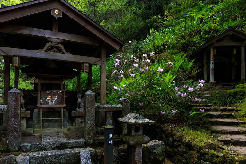 シャクナゲ咲く岡寺_f0155048_8514670.jpg