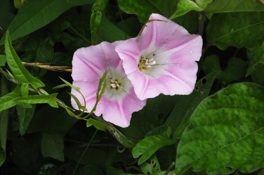 袖ケ浦公園で、花散歩　　　　　　　_b0236251_1129517.jpg