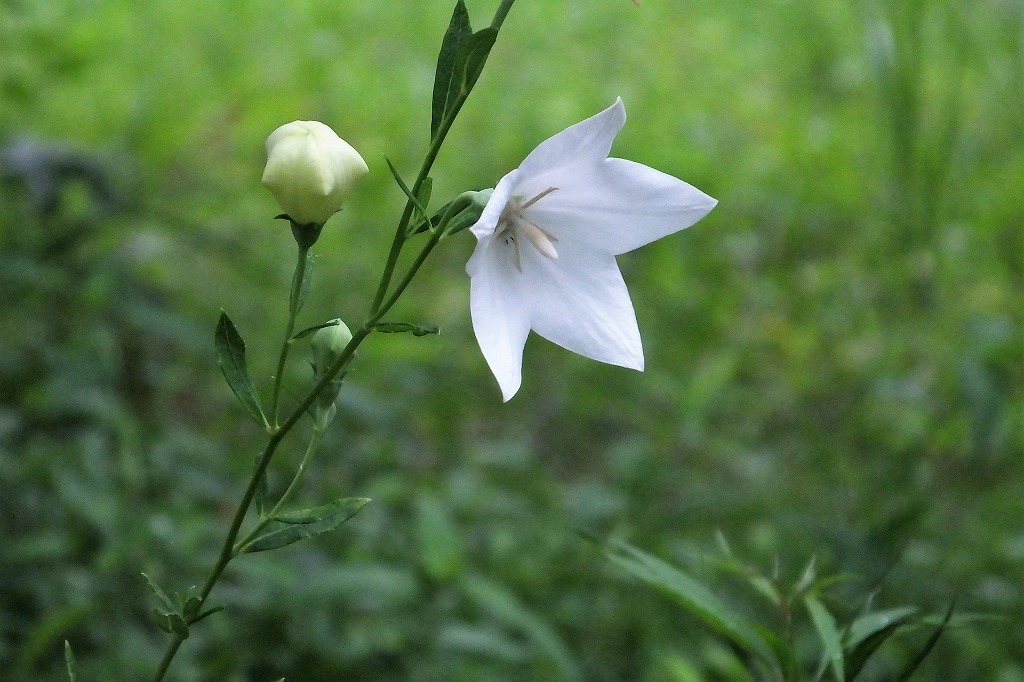 袖ケ浦公園で、花散歩　　　　　　　_b0236251_11324877.jpg