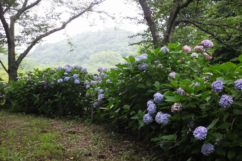 袖ケ浦公園で、花散歩　　　　　　　_b0236251_1182560.jpg