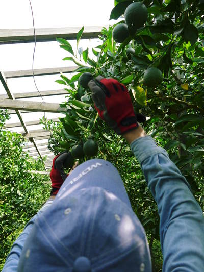デコポン（肥後ポン）　摘果作業とひも吊り作業　今年も至高のデコポンを育てます　その１_a0254656_18365655.jpg