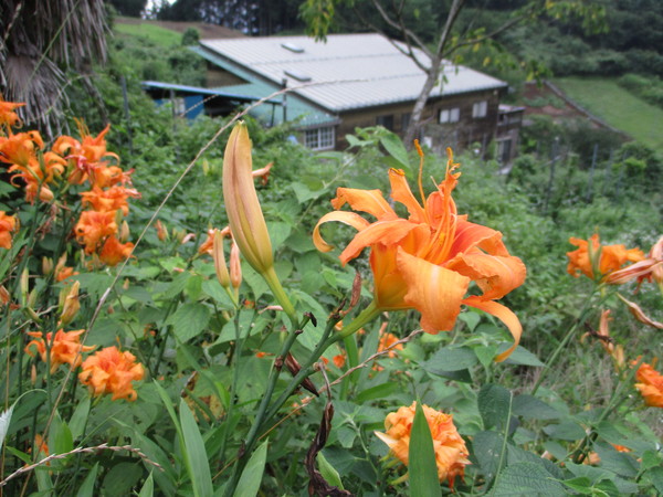 甘草 カンゾウ の花 三郎窯
