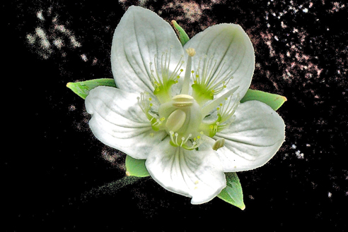 白馬 高山植物ゆったり巡り　第二回　八方尾根自然研究路２_e0235964_13413833.jpg