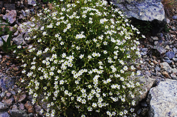 白馬 高山植物ゆったり巡り　第二回　八方尾根自然研究路２_e0235964_13535334.jpg