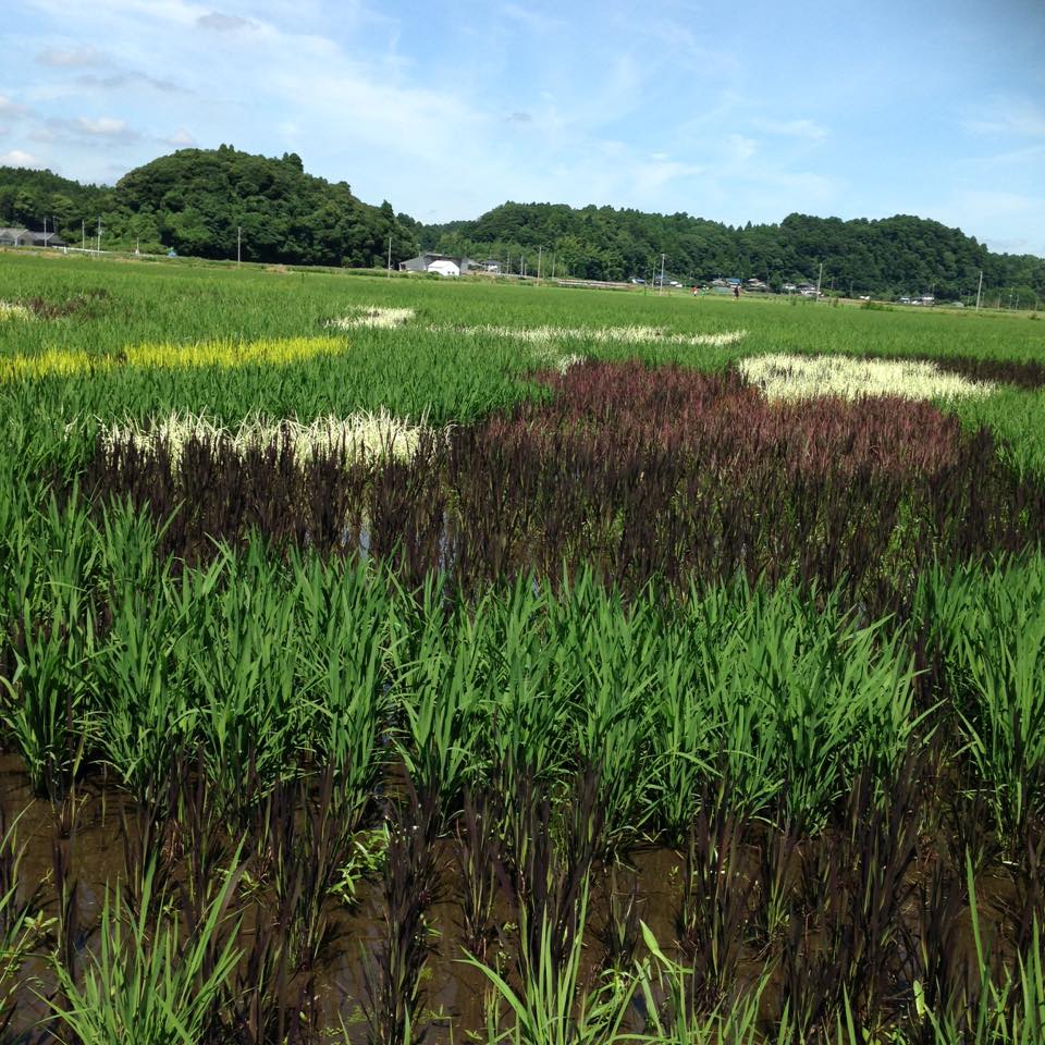 今年も「田んぼアート」だよ！浦島太郎がテーマ！_d0177266_15473920.jpg