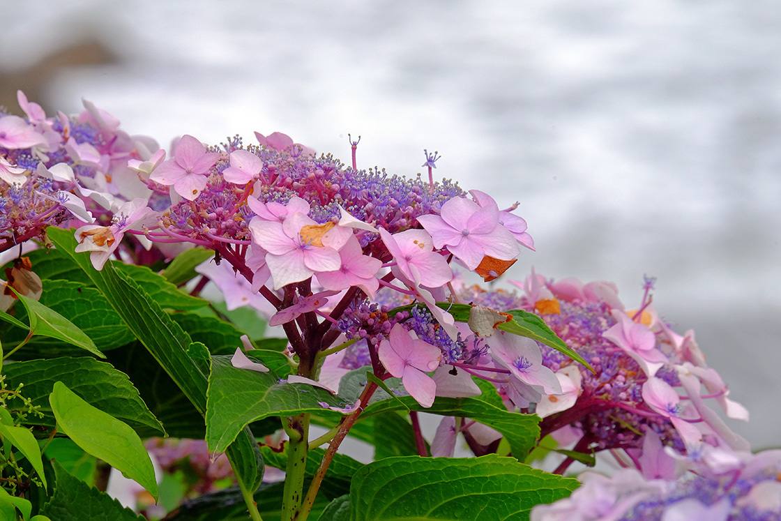 紫陽花（間瀬海岸）_e0096372_09483855.jpg