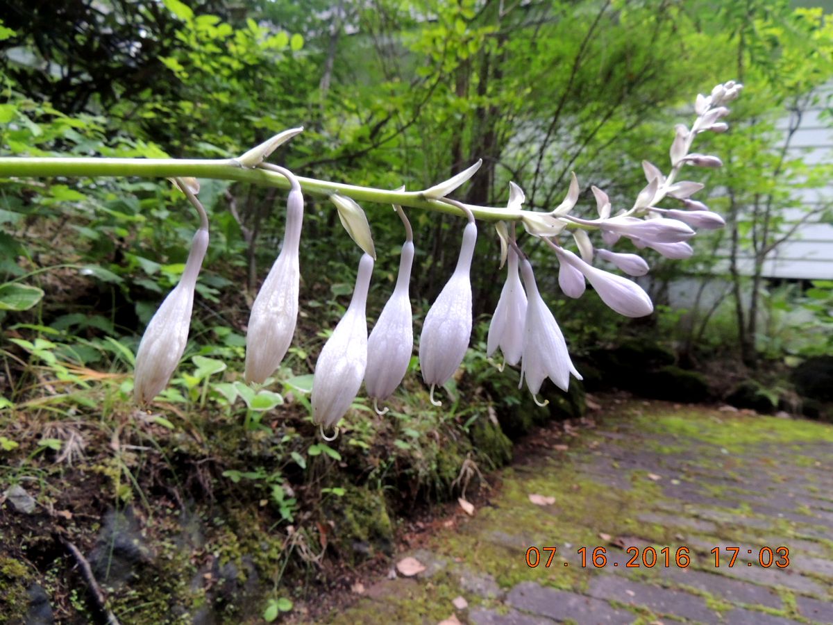 No.1284　白根高原　梅雨末期の花々_f0104277_18571183.jpg