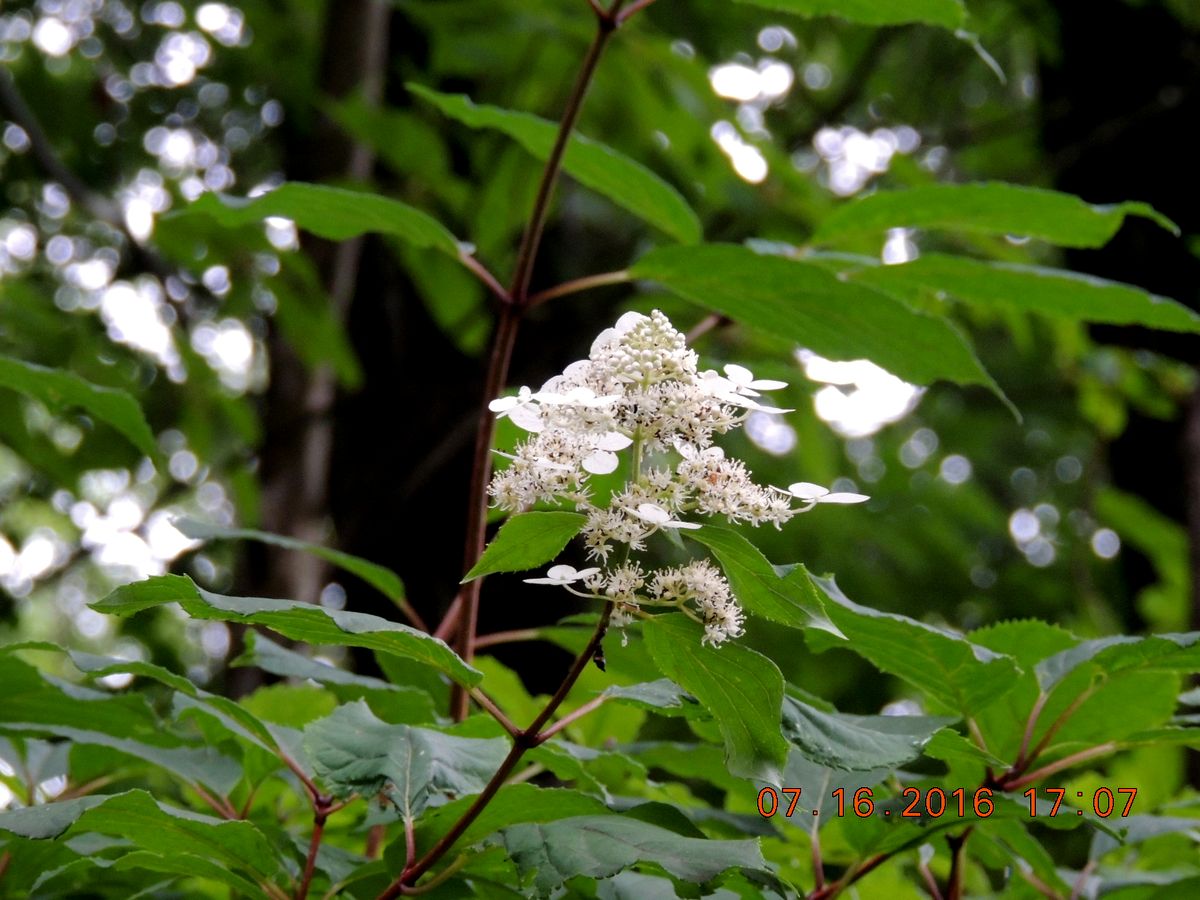 No.1284　白根高原　梅雨末期の花々_f0104277_1925182.jpg