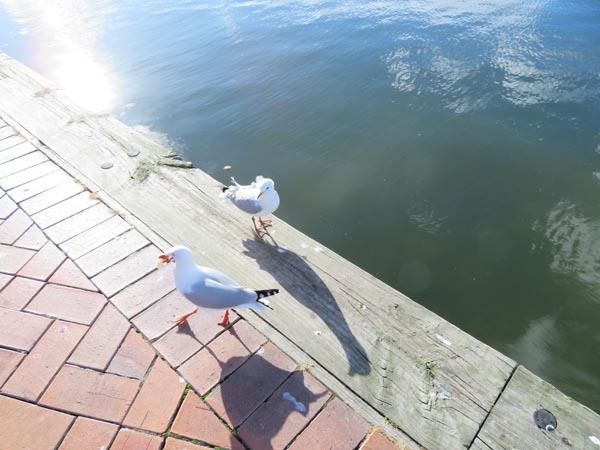 カモメと黒鳥、森とカレー_e0133780_17395354.jpg