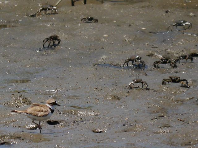 獲物に振り回されるカイツブリ、餌捕りに走り回るコチドリ_d0088184_20454199.jpg