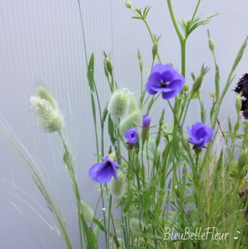 夏に咲く青い花 Bleu Belle Fleur ブルーベルフルール