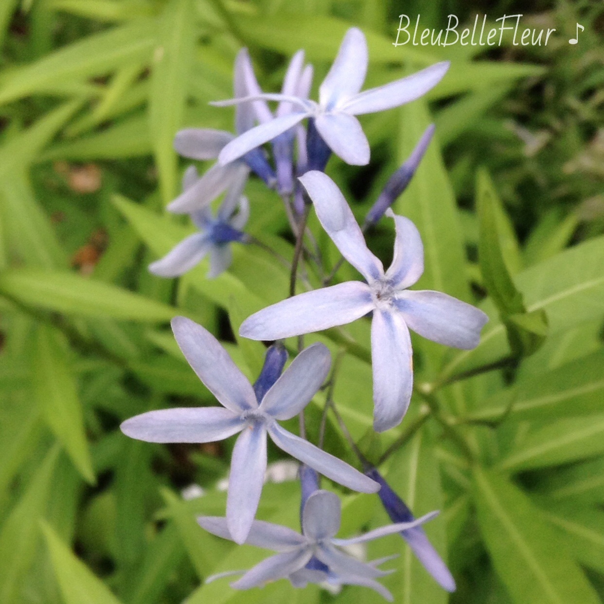 夏に咲く青い花 Bleu Belle Fleur ブルーベルフルール