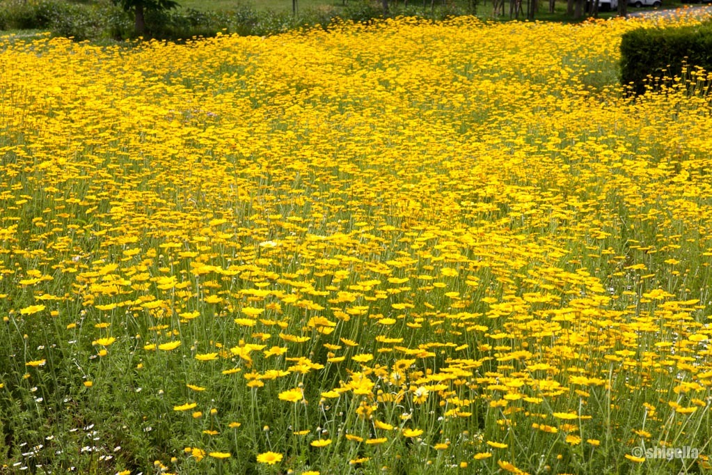 空知の花を愛でる_a0015198_14570100.jpg